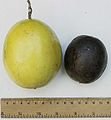 111px-Passionfruit_comparison.jpg