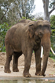 180px-Asian_elephant_-_melbourne_zoo.jpg