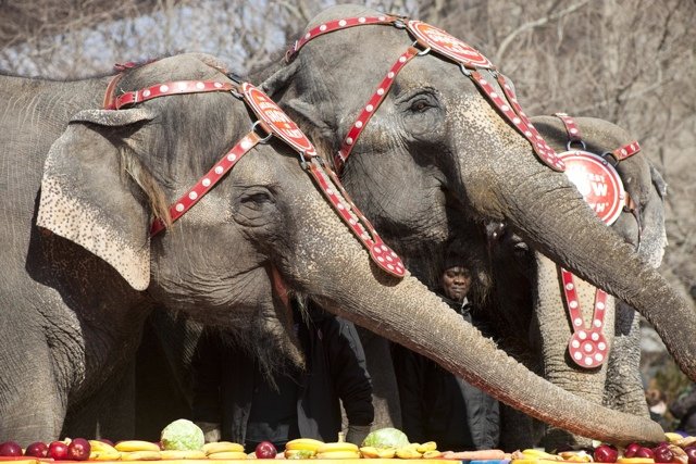 2015_02_eles.jpg