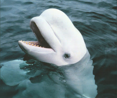 35_beluga.jpg