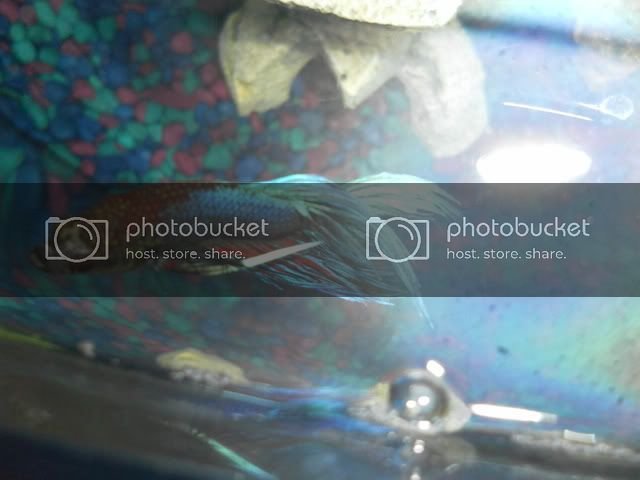 SAM_1757.jpg?t=1309705750