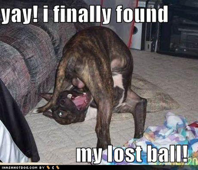 funny+dogs-2.jpg