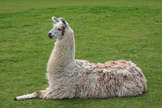 640px-Llama_lying_down.jpg