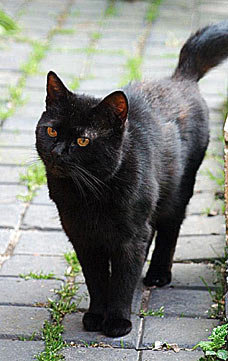 6tinker_228x361.jpg