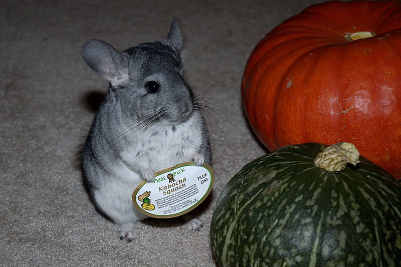 800px-ChinSquash.jpg
