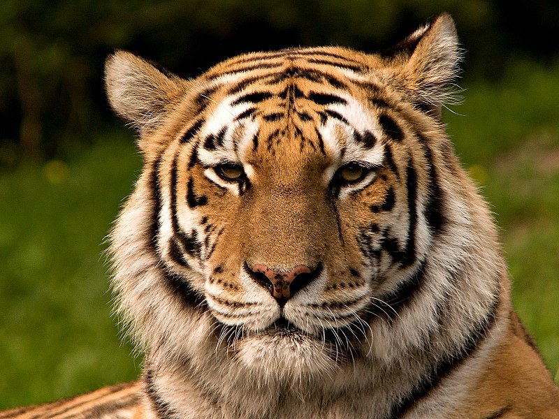 800px-Siberischer_tiger_de_edit02.jpg