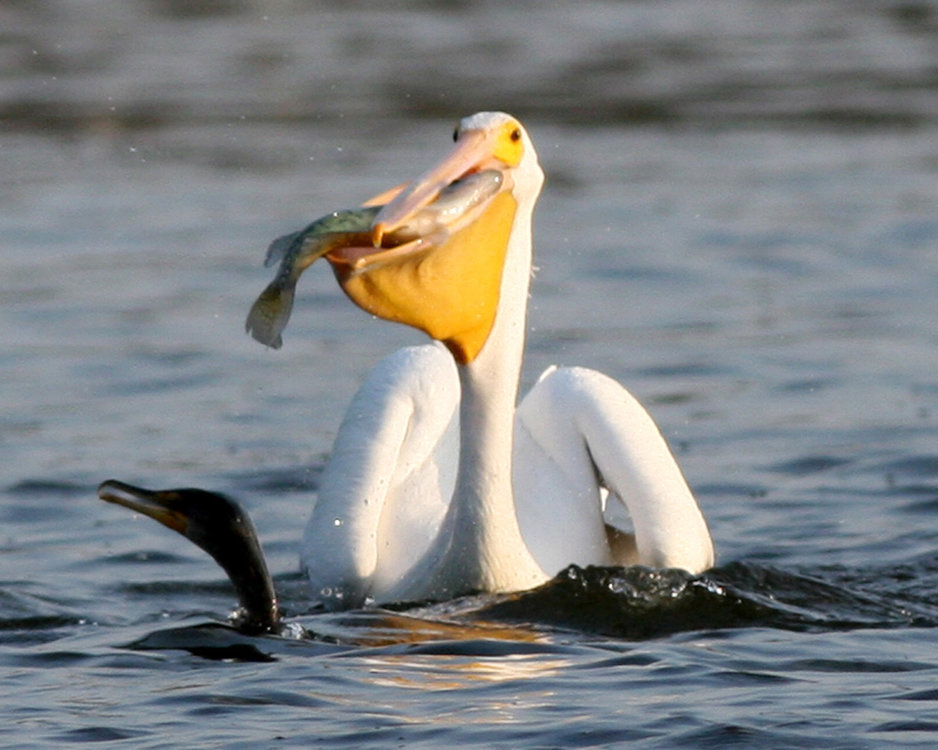 AmericanPelican.jpg