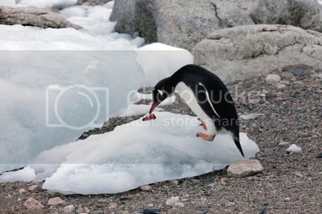 ArtWolfe_Antarc091207-0560.jpg