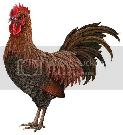 Cock.jpg