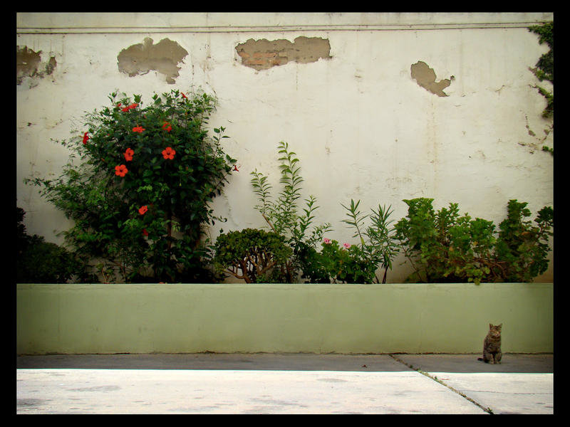 Countin___Flowers_On_The_Wall_by_chydu.jpg
