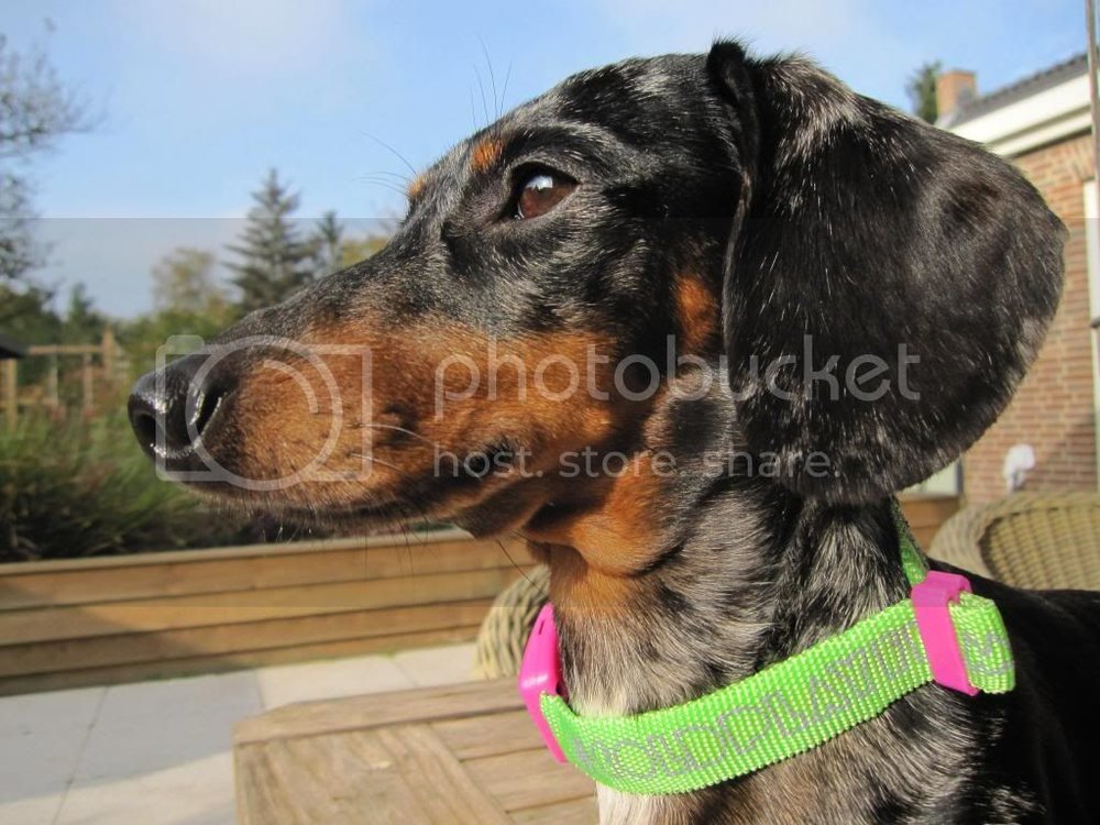 Frummelokt2012_zps777e74c4.jpg
