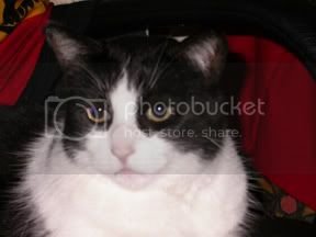 Georgeforpetsthread.jpg