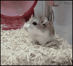 Hamster-wheel-fail.gif