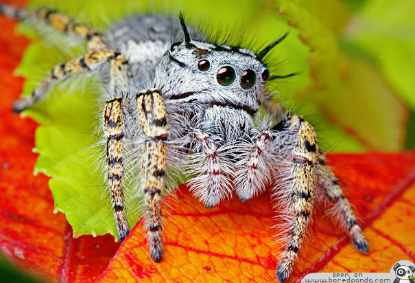 Jumping-Spider-most-beuatiful-spider-in-the-world-11.jpg