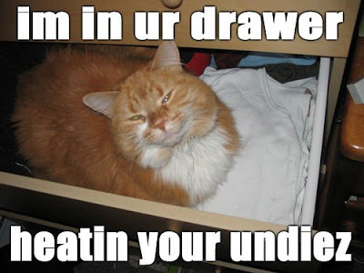 LOLCats2.jpg
