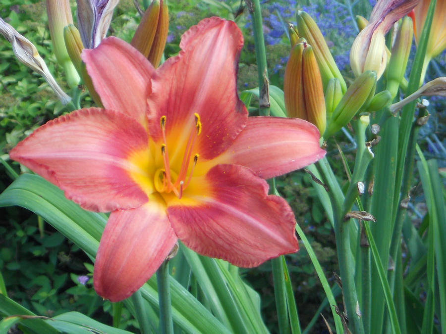 Lillies_Dream__Too_by_LowXO98.jpg