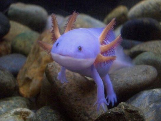 Mudkip-real-pokemon.jpg
