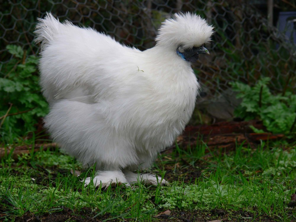Silky_bantam.jpg