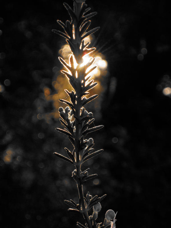 Untitled1_by_RUNNERREBELSTUNNER01.jpg