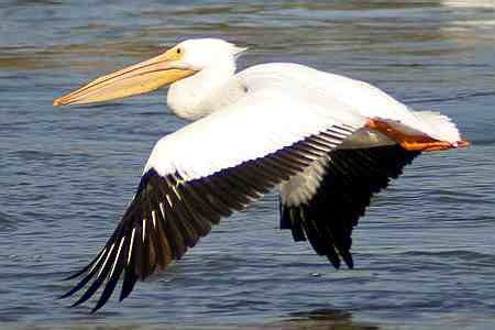 White-pelican.jpg