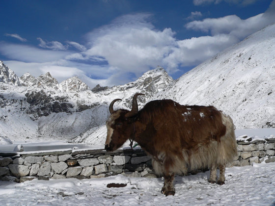 Yak_at_third_lake_in_Gokyo.jpg