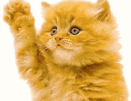 Yellowcatwaving.gif