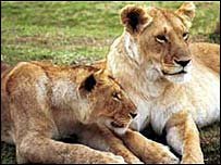 _39352564_lionesses1203.jpg