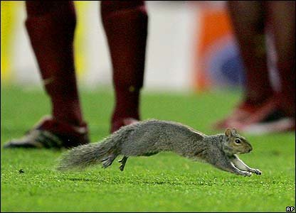 _41577732_squirrel_ap.jpg