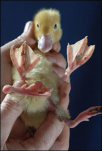 _42584065_duck300.jpg
