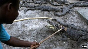 _65483317_croc12.jpg