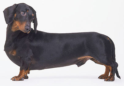 aggressive-dog-404_685225c.jpg