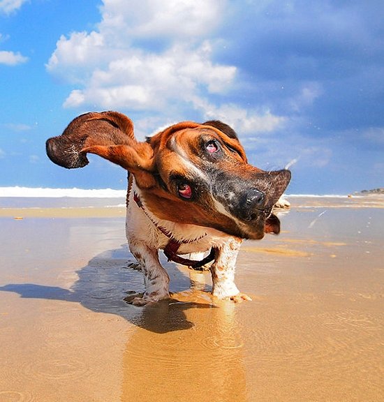 basset_hound_running_0077.jpg