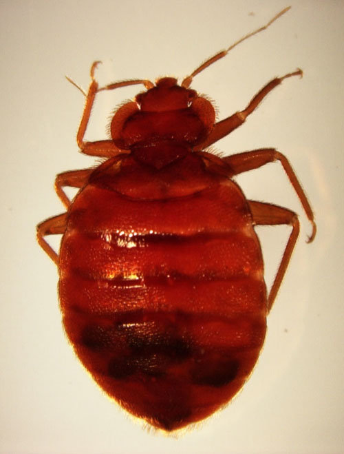 bedbug01.jpg