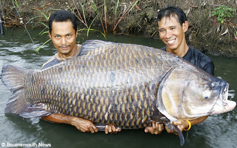 bigcarpBN1707_468x293.jpg