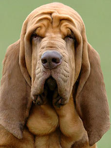 bloodhound180207PA_228x305.jpg
