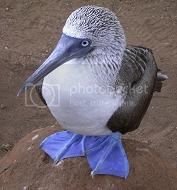 booby.jpg