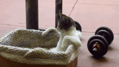 cat-chillax.gif