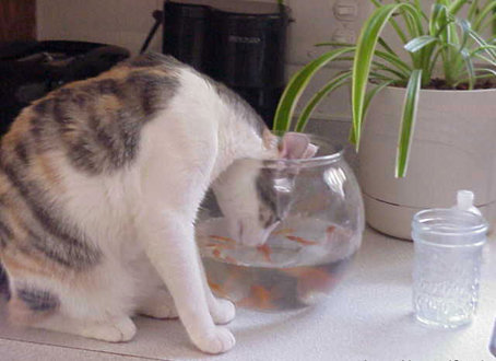 cat_fishglas.jpg