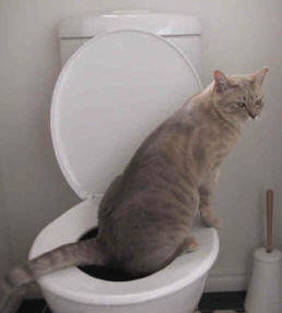 cat_toilet.jpg