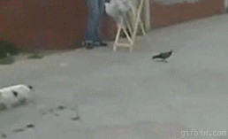 catgifpage75.gif