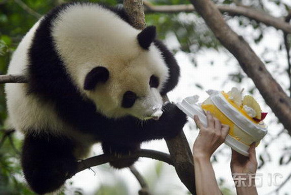 china-panda-birthday-02.jpg