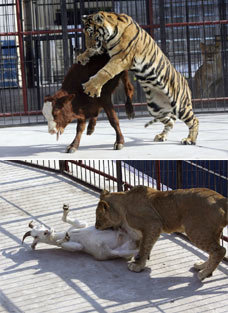 chinazoo2G_228x313.jpg