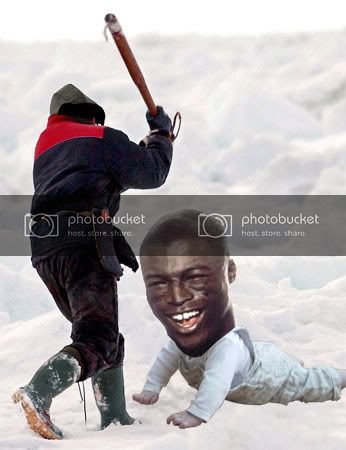 club_baby_seals.jpg