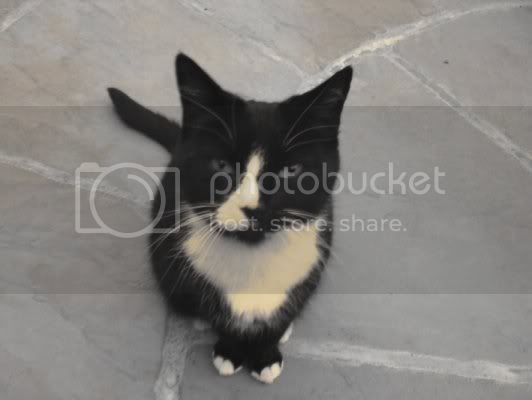 crazyduckettekitty.jpg