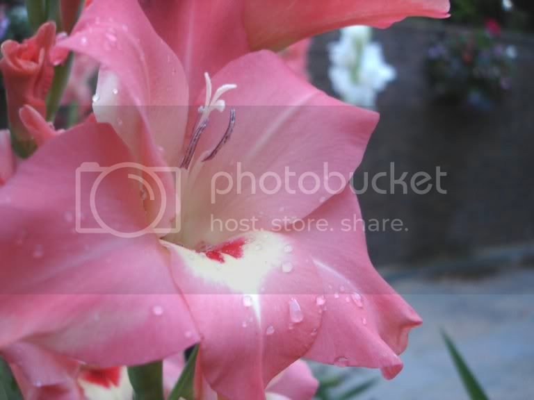 crazyduckettepinkflower.jpg