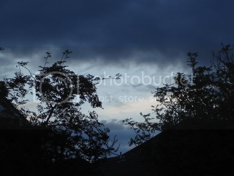 crazyduckettetreesky.jpg