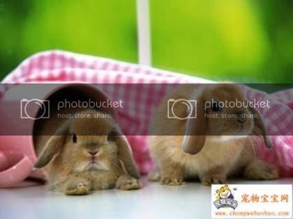 cute-little-bunnies1.jpg