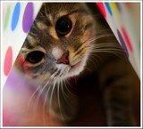 cute_20cat_small.jpg