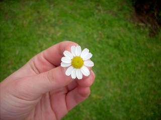 daisy-1.png