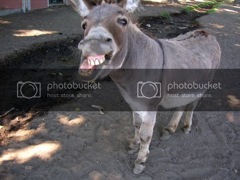 donkey-2.jpg